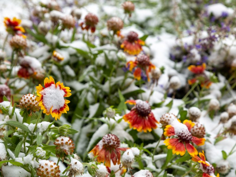 Colorful flowers covered in snow