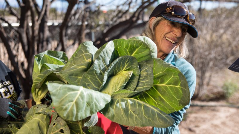 A gardener is all smiles after harvesting a massive cabbage.
