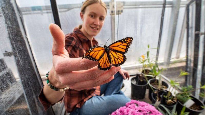 Adair Patterson holding a butterfly at the NAU Greenhouse