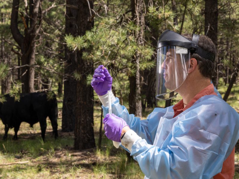 Researcher Jeff Foster in protective gear holding swab and test tube with cow in the background.