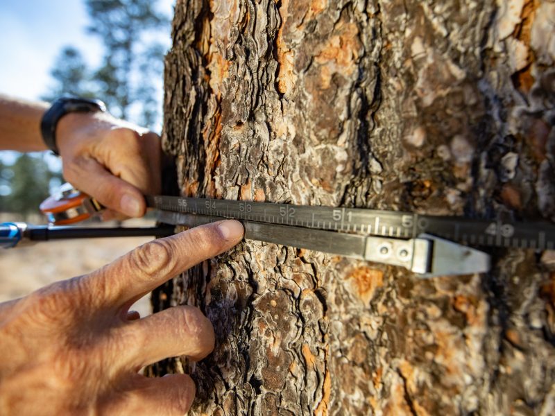 Metal tool being used by two hands to measure the around the trunk of a tree