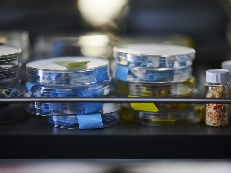 Stacked petri dishes on shelf alongside vial of small pebble-like material on shelf of research lab.