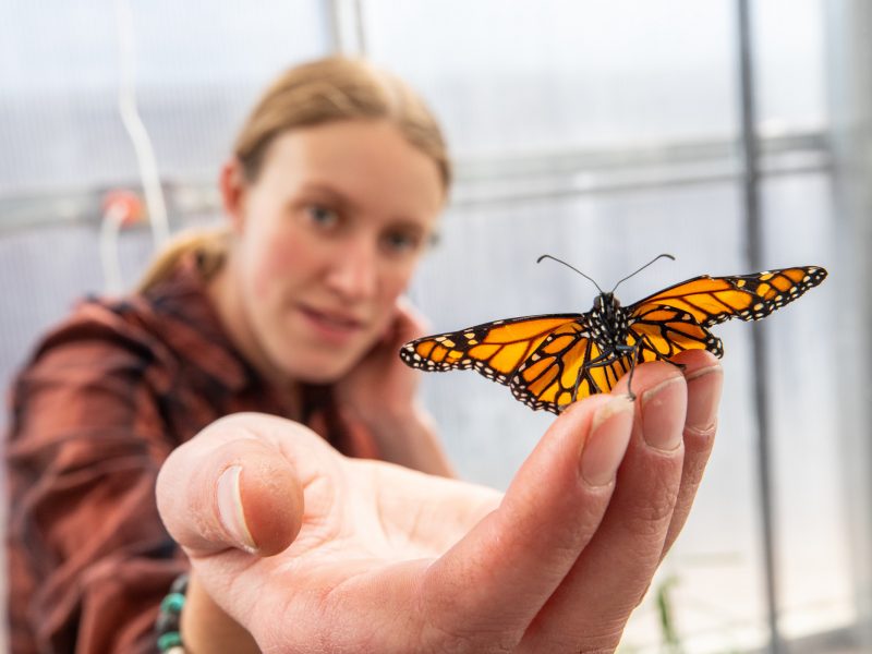 Person holding butterfly in hand
