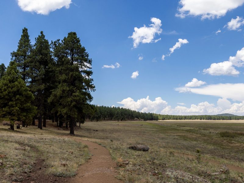 Landscape view of Flagstaff field, trees, and the San Francisco Peaks in the distance.