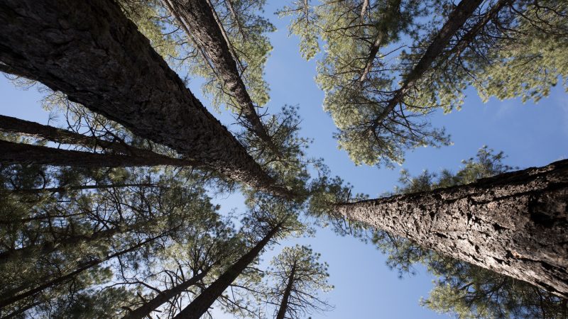 view from below of pine trees in Flagstaff.