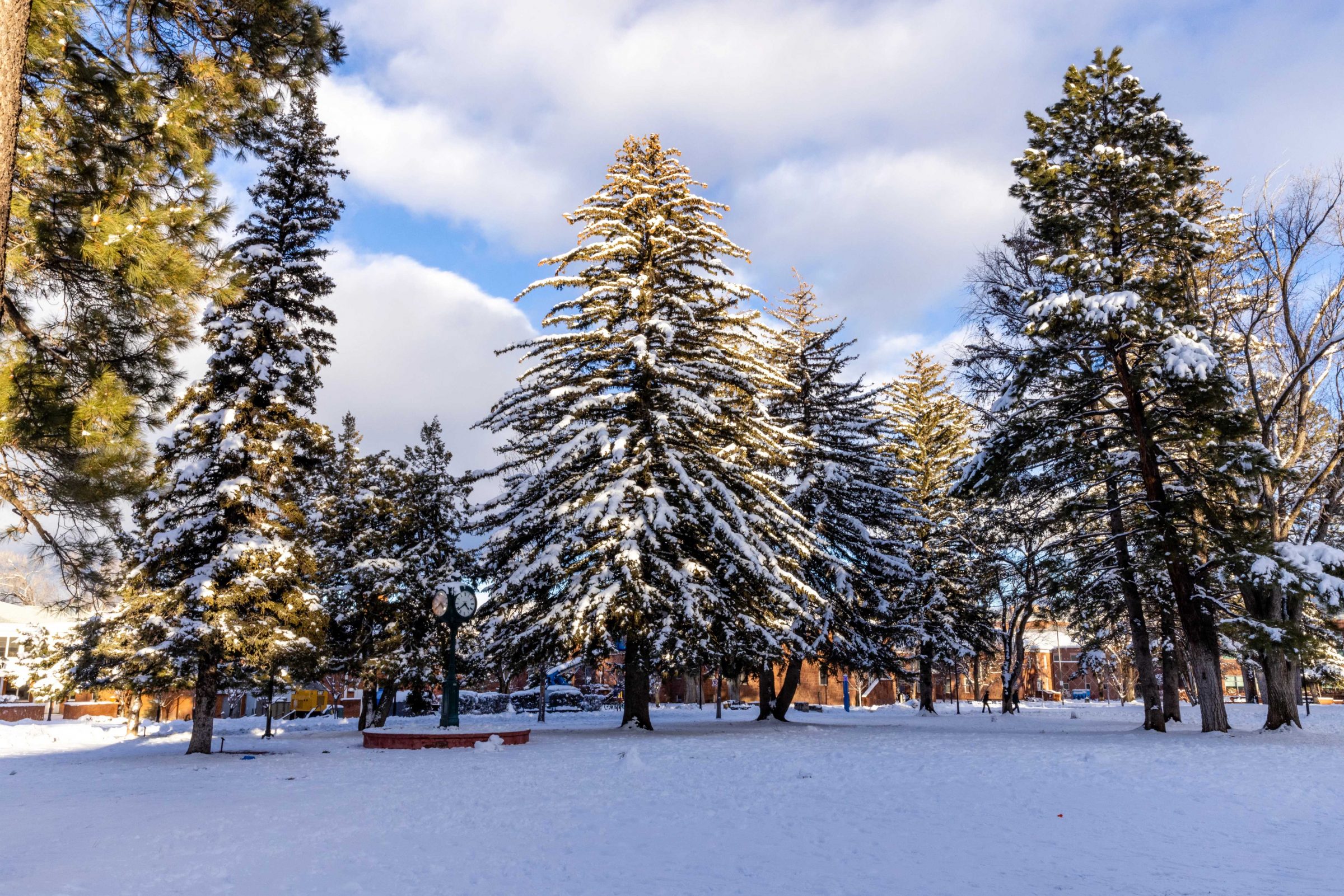 Snowy trees on the N A U Flagstaff Mountain Campus.