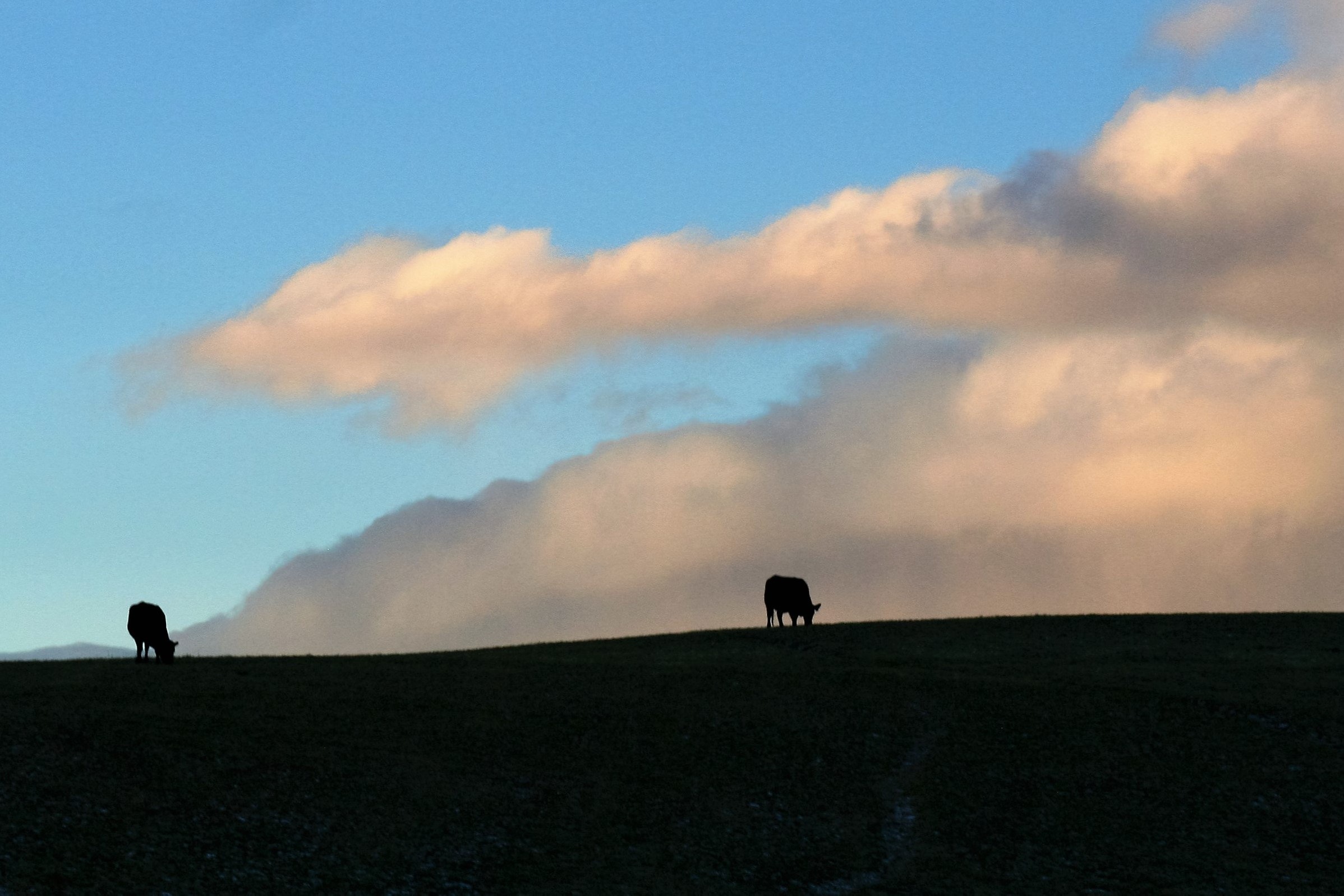 Cows grazing at sunset in Montana.