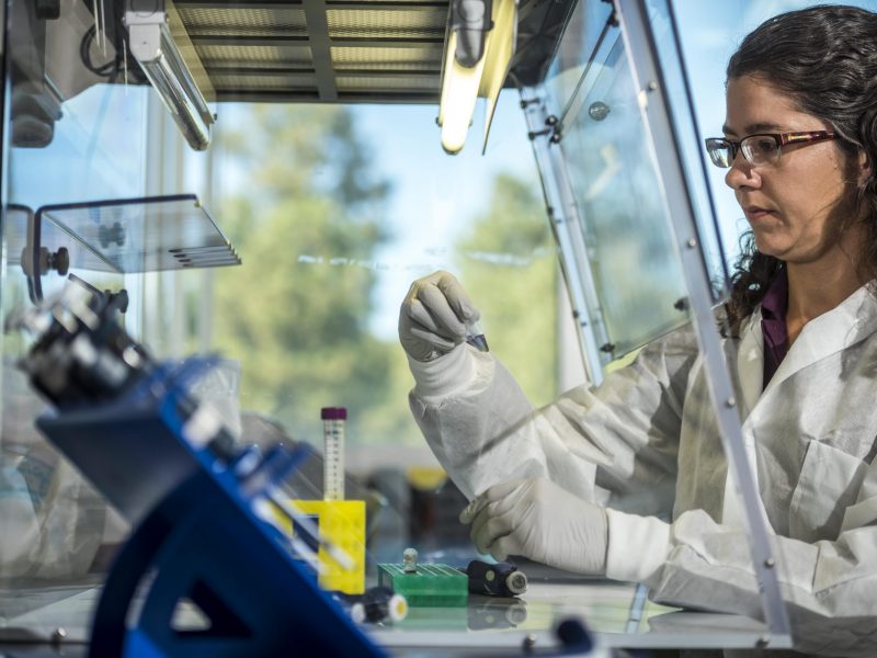 Emily Cope working in the Pathogen and Microbiome lab at N A U.