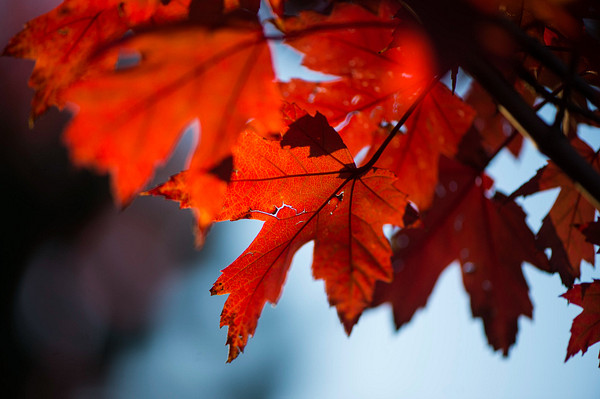 Red autumn maple leaves on the N A U campus.