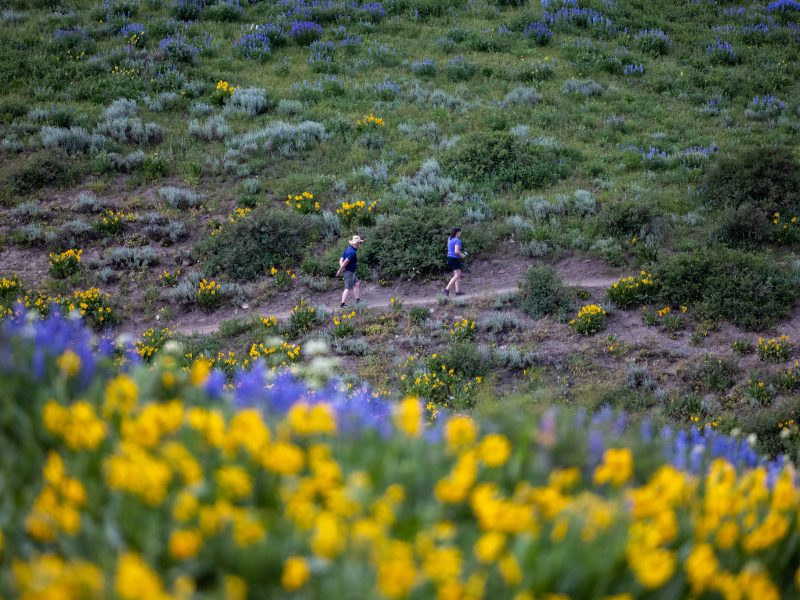 Yellow and purple flowers and the fields in the background.