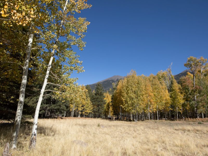 Scenic view of flagstaff.