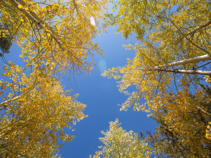 View of the sky and the tops of aspen trees.