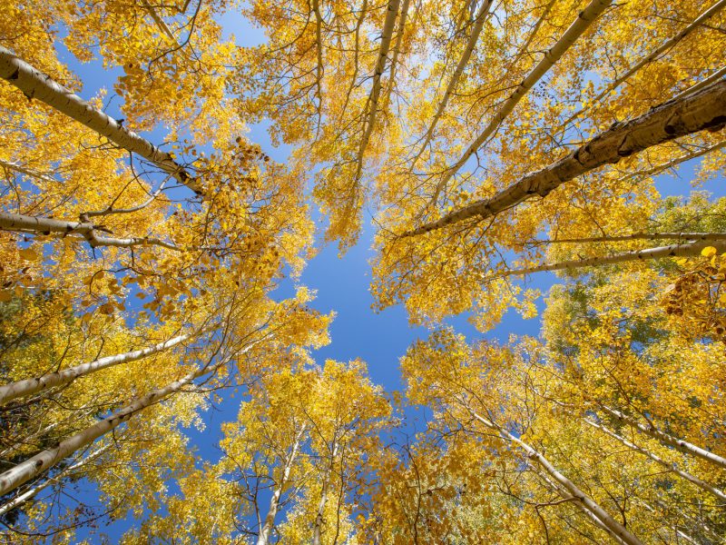 View of the sky and the tops of aspen trees.