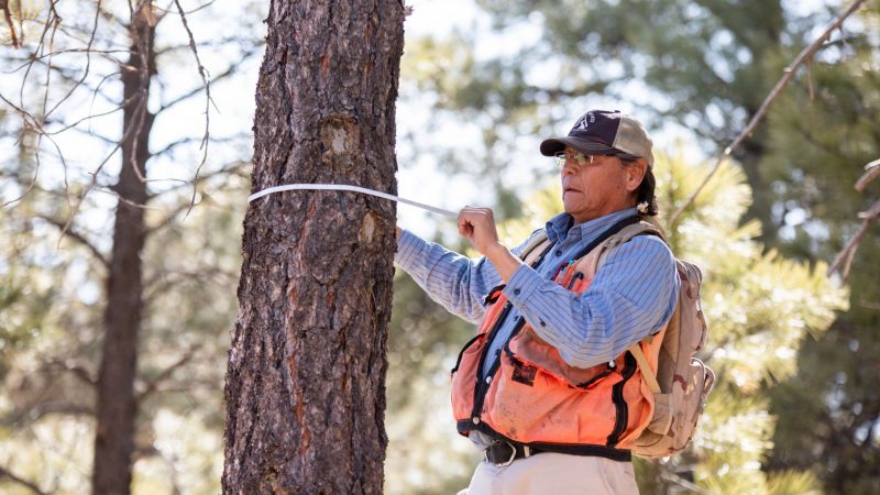 Professor jonathan martin measuring a tree's diameter.