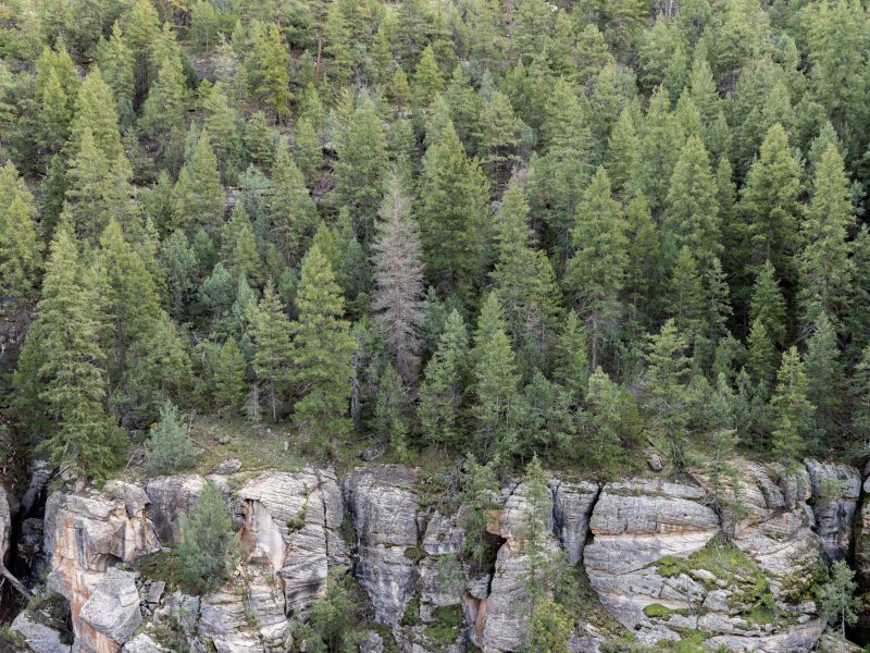 View of walnut canyon forest