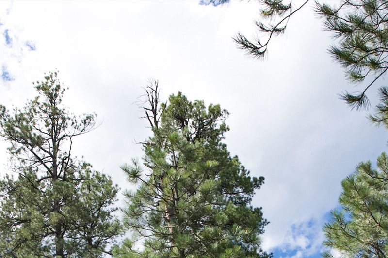 Pine trees and the sky