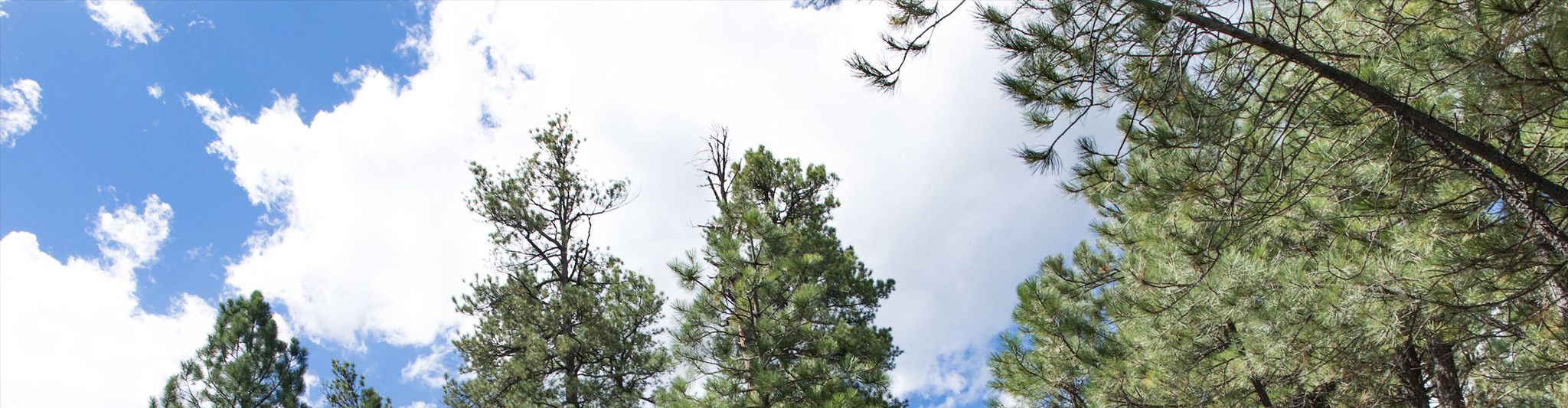 Pine trees and the sky