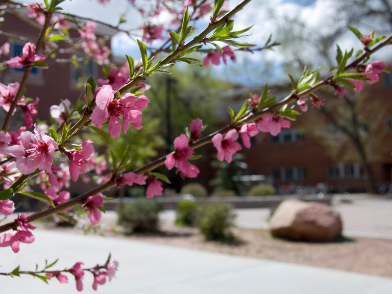 A tree with pink flowers with a building in the background.