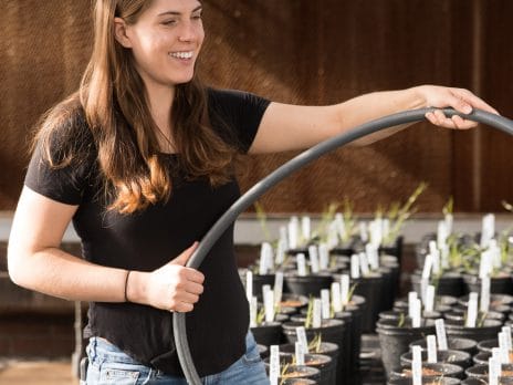 an nau student working in the greenhouse