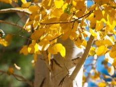 closeup of aspen tree trunk with golden leaves