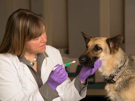 professor working with a dog