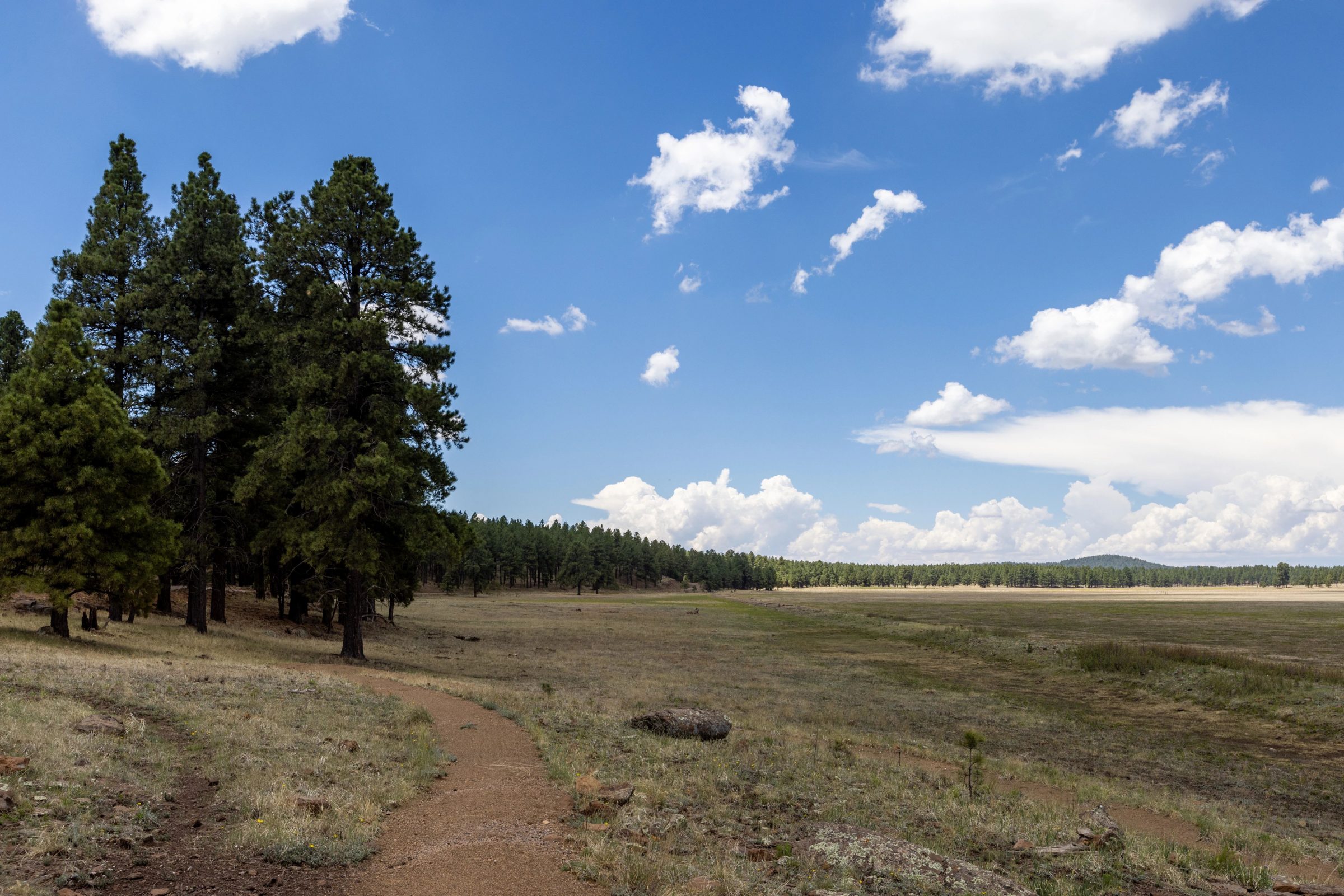 Northern Arizona University | Cline Library at NAU