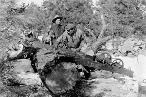 A black and white photo of a man using a saw to cut a felled tree. Another man stands behind him.