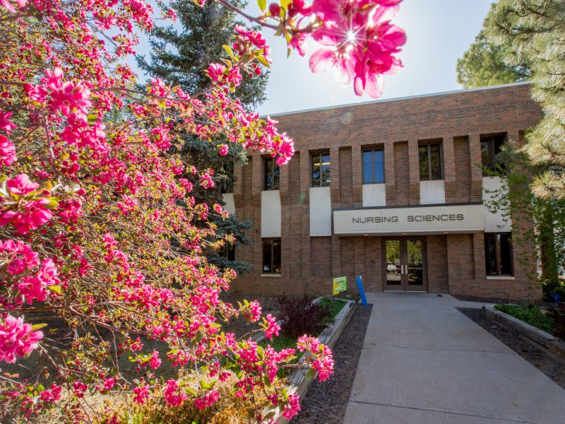 Shot of the Nursing building next to a tree with pink bright flowers.