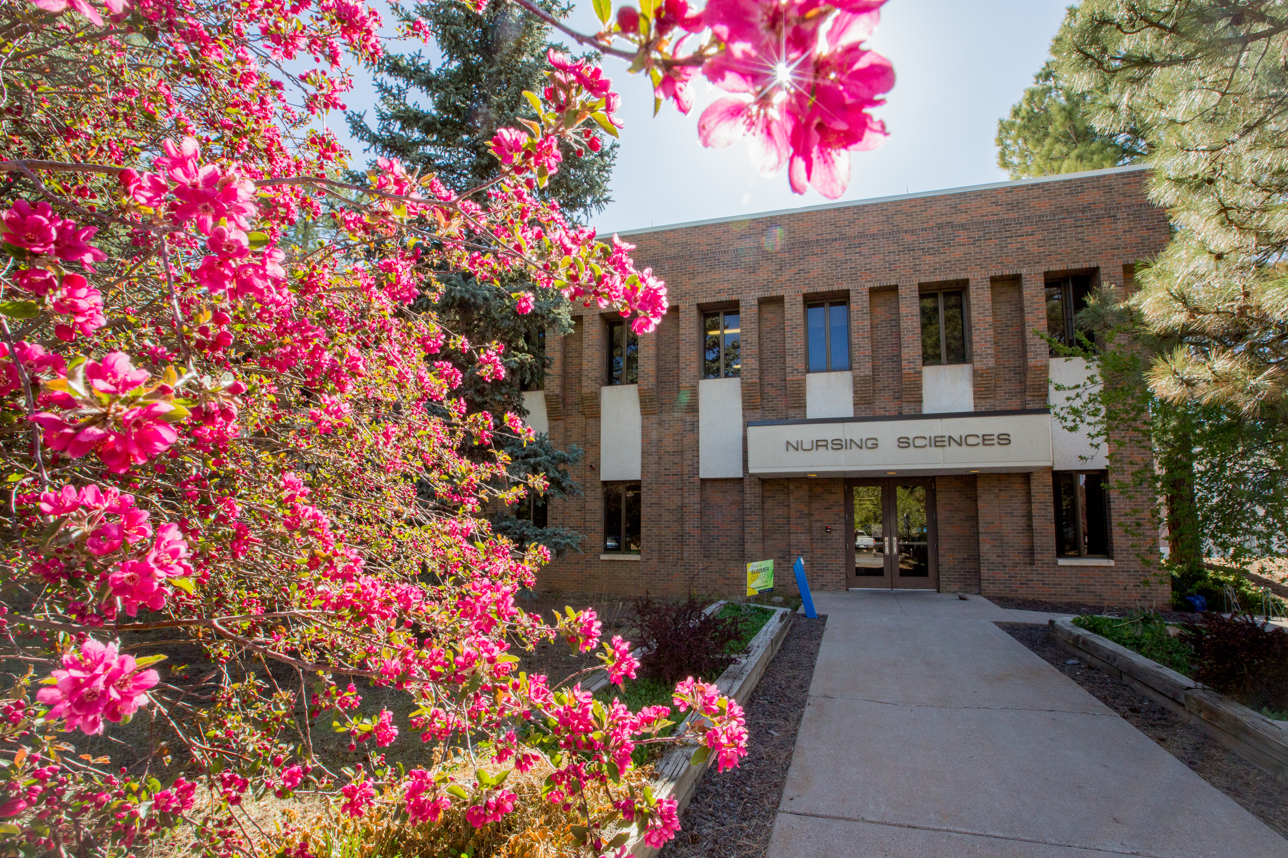 Shot of the Nursing building next to a tree with pink bright flowers.