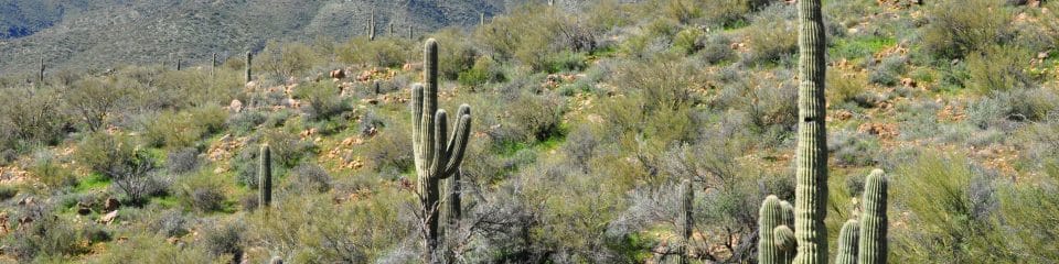 nau students study ecology and conservation in the desert