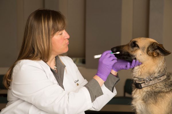 Bridget Barker examining a dog