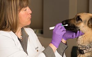 Researcher swabbing inside of dog's nose