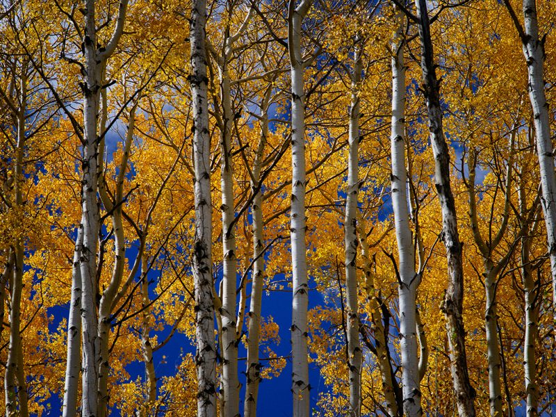 Aspen trees changing colors in the fall