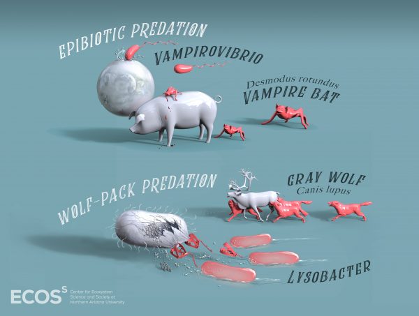 Predators comparison illustration