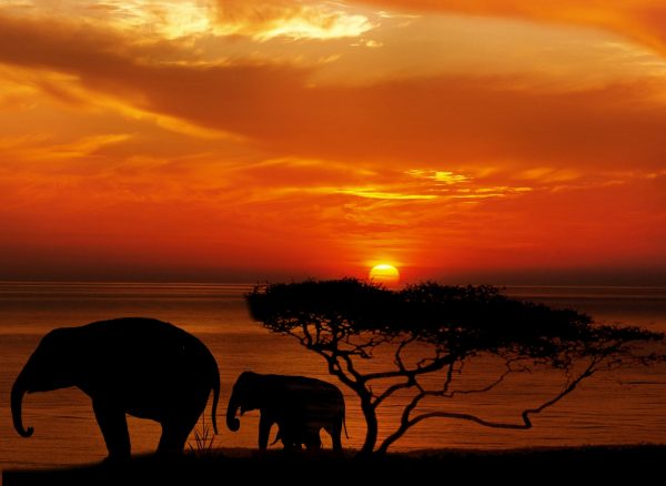 Elephants standing by a tree at sunset.
